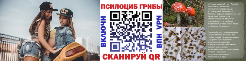 Псилоцибиновые грибы Cubensis  продажа наркотиков  Щучье 